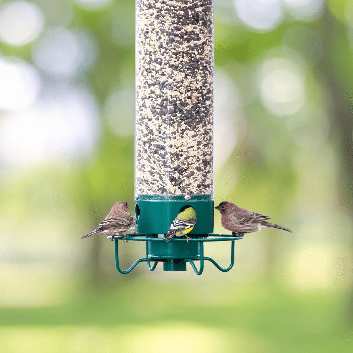 BowLift | FEEDERGUARD – Squirrel-Proof Birdhouse for the Garden
