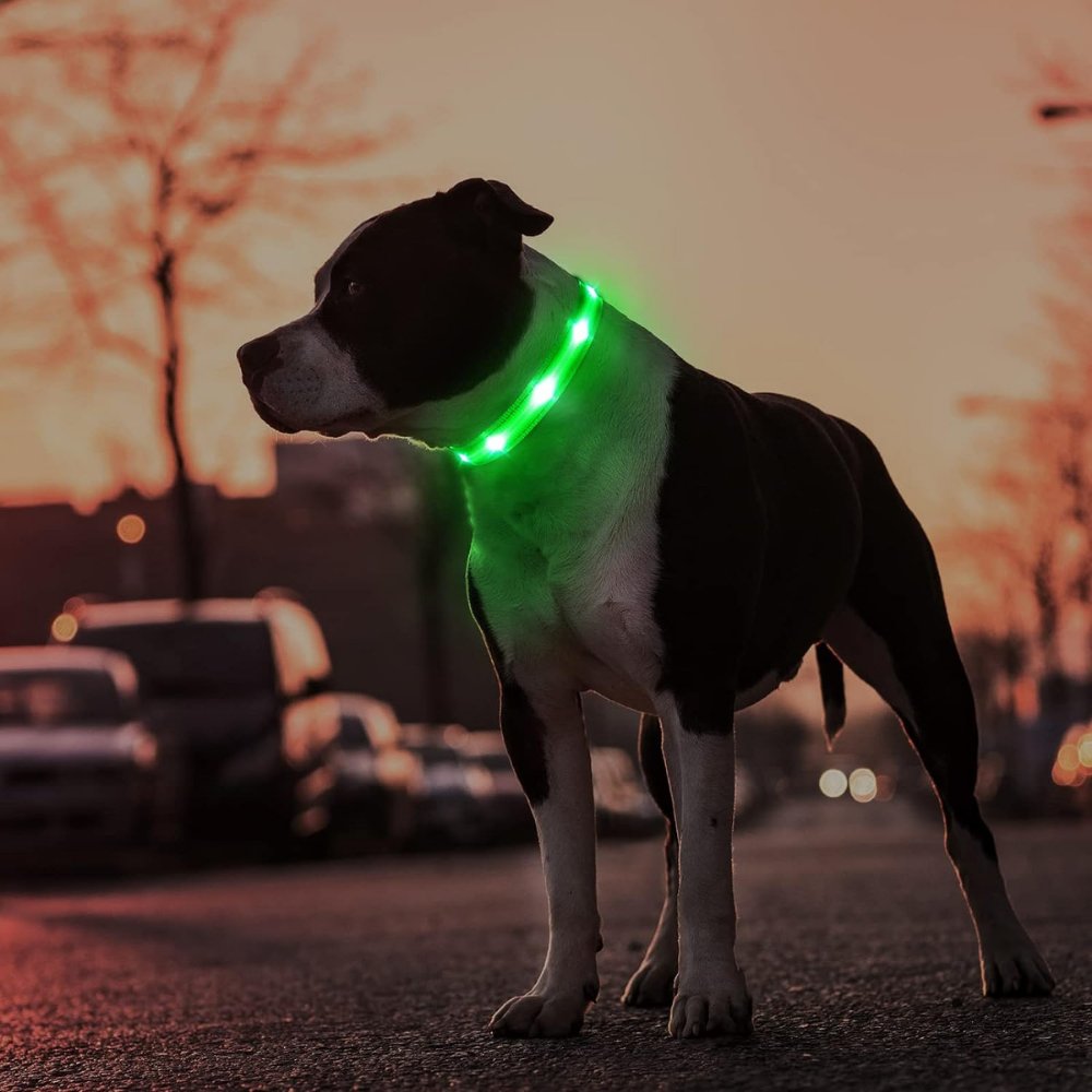 GlowGuard • AirTag Dog Collar - AirTag Dog Collar - BowLift