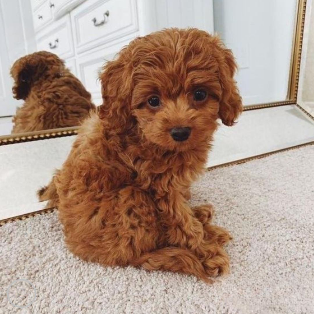 BowLift | Cuddle Cushion Lifelike Plush Puppy Toy