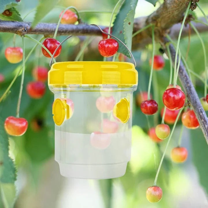 BowLift | Insect Fruit Fly Traps
