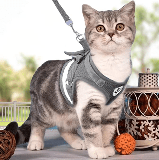 BowLift | Escape-proof cat harness with reflective details