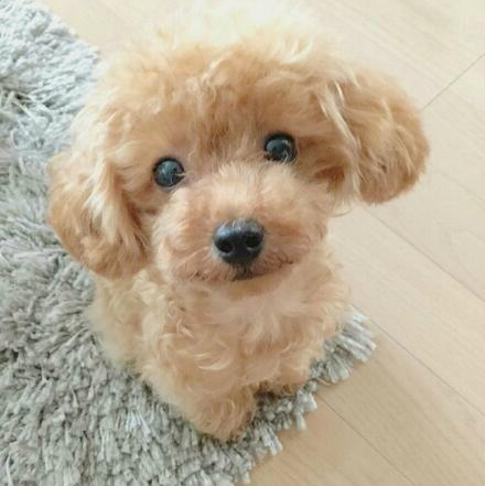 BowLift | Cuddle Cushion Lifelike Plush Puppy Toy