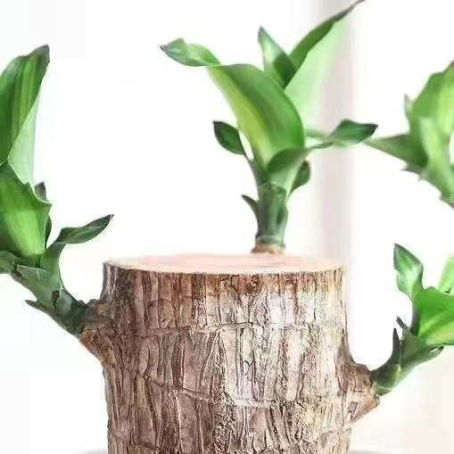 BowLift | Brazilian Lucky Wood Plant – Indoor Air-Purifying & Good Fortune Décor