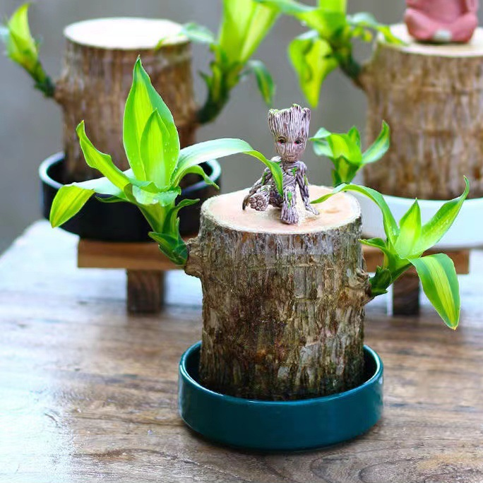 BowLift | Brazilian Lucky Wood Plant – Indoor Air-Purifying & Good Fortune Décor