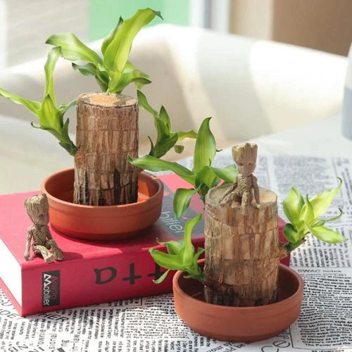 BowLift | Brazilian Lucky Wood Plant – Indoor Air-Purifying & Good Fortune Décor