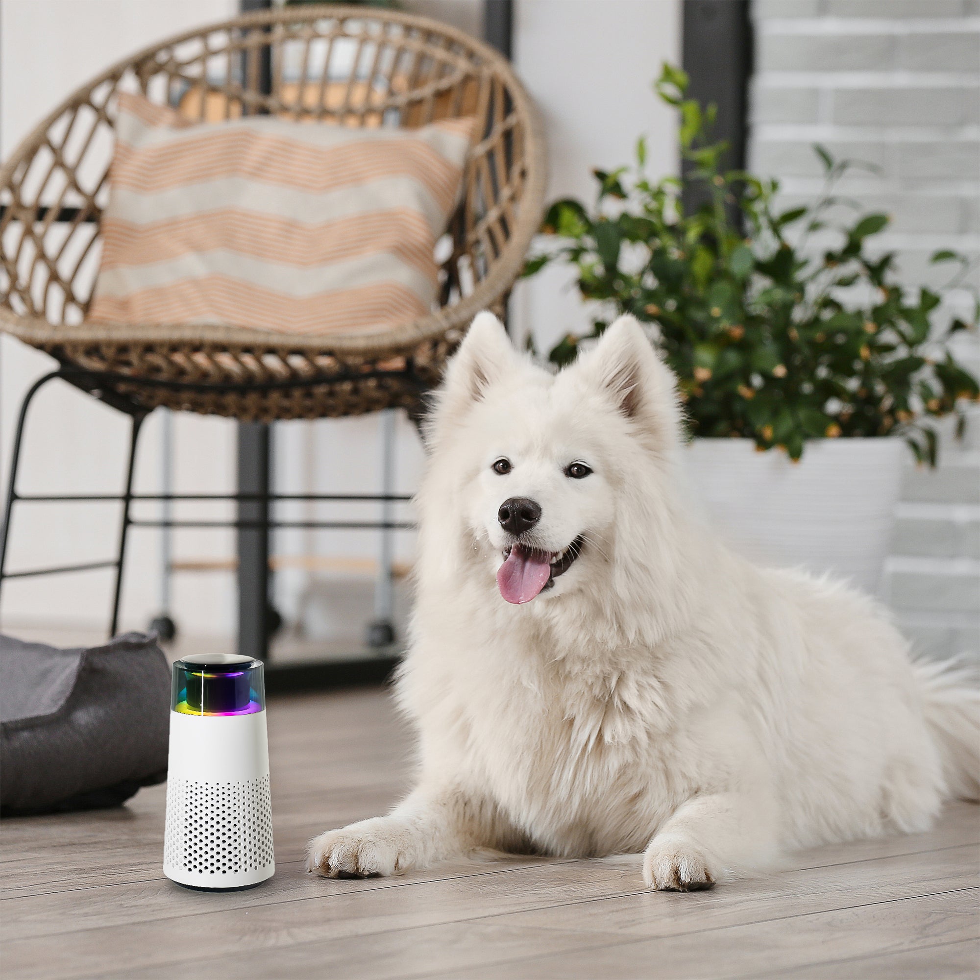 BowLift | Pet Odour Humidifier – PetFresh