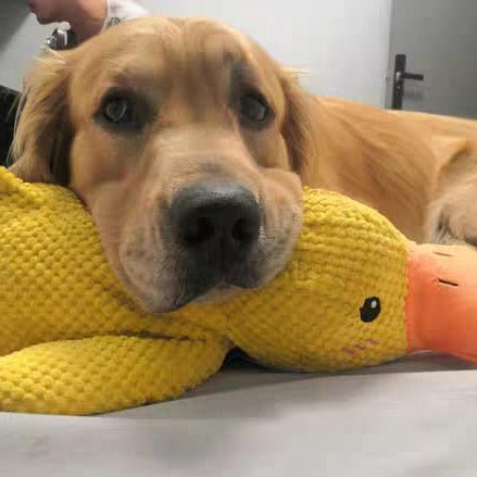 QuackyPaws • The Calming Duck - Calming Duck Dog Toy - BowLift