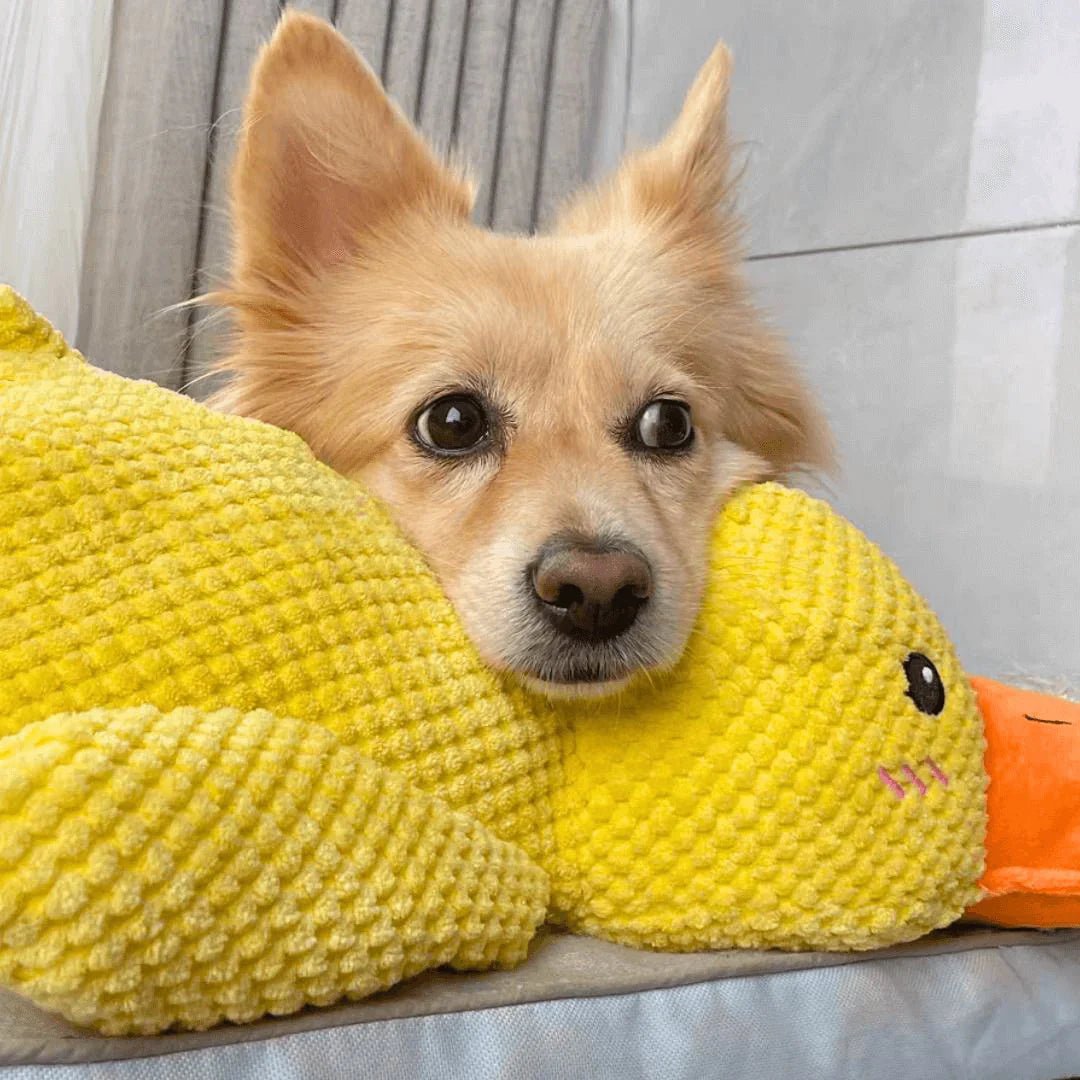 QuackyPaws • The Calming Duck - Calming Duck Dog Toy - BowLift