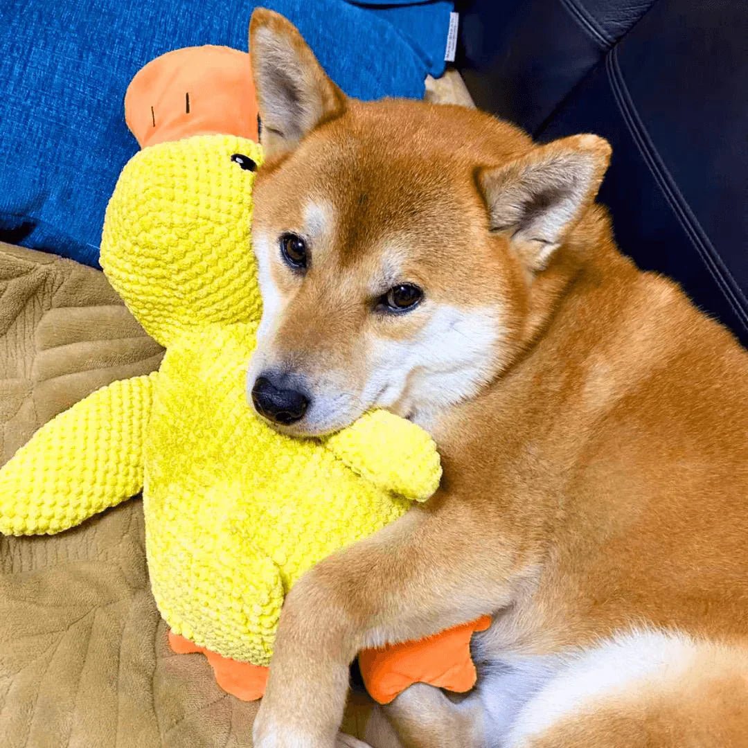 QuackyPaws • The Calming Duck - Calming Duck Dog Toy - BowLift