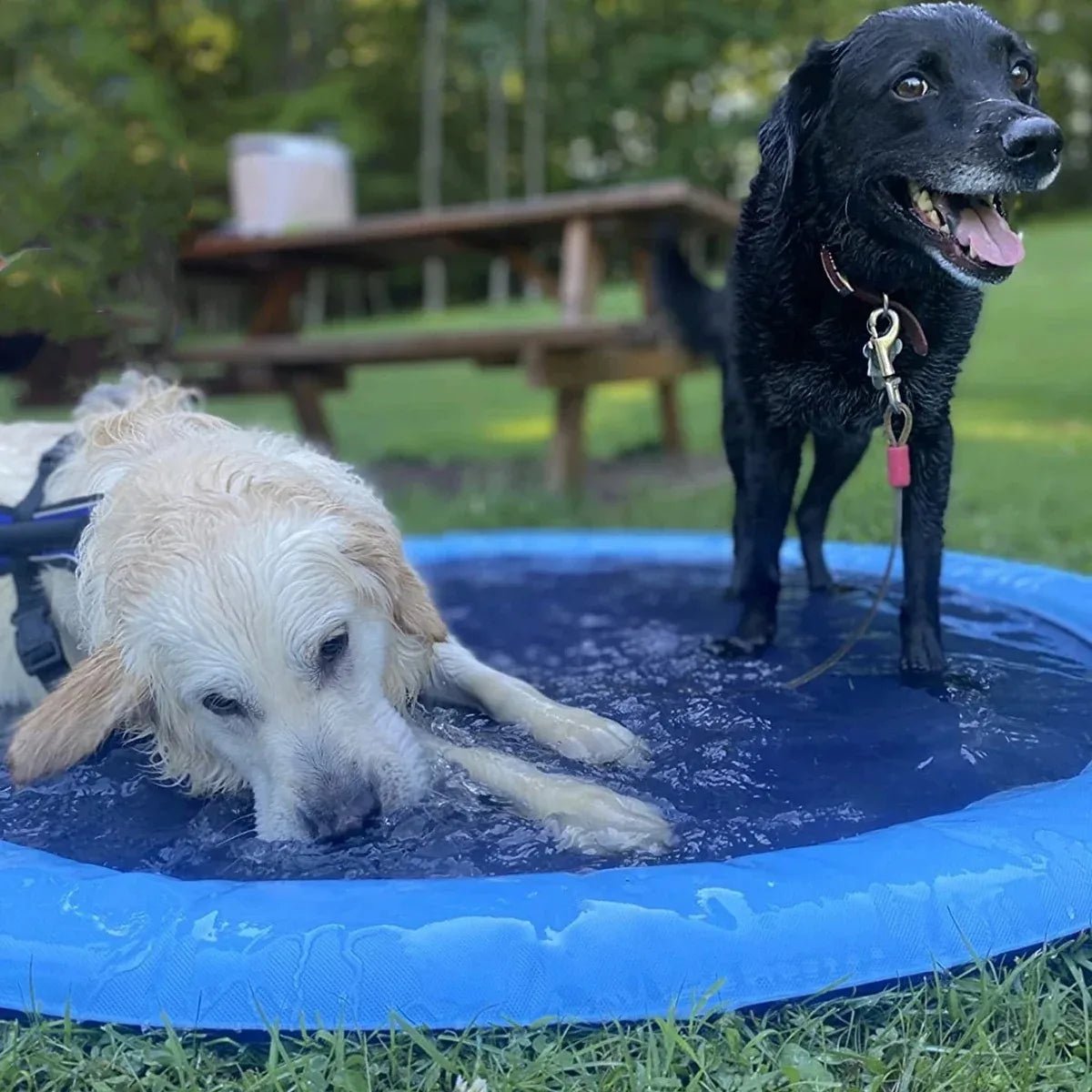 SplashyPaws • Splash Pad - Dog Sprinkler Pool - BowLift