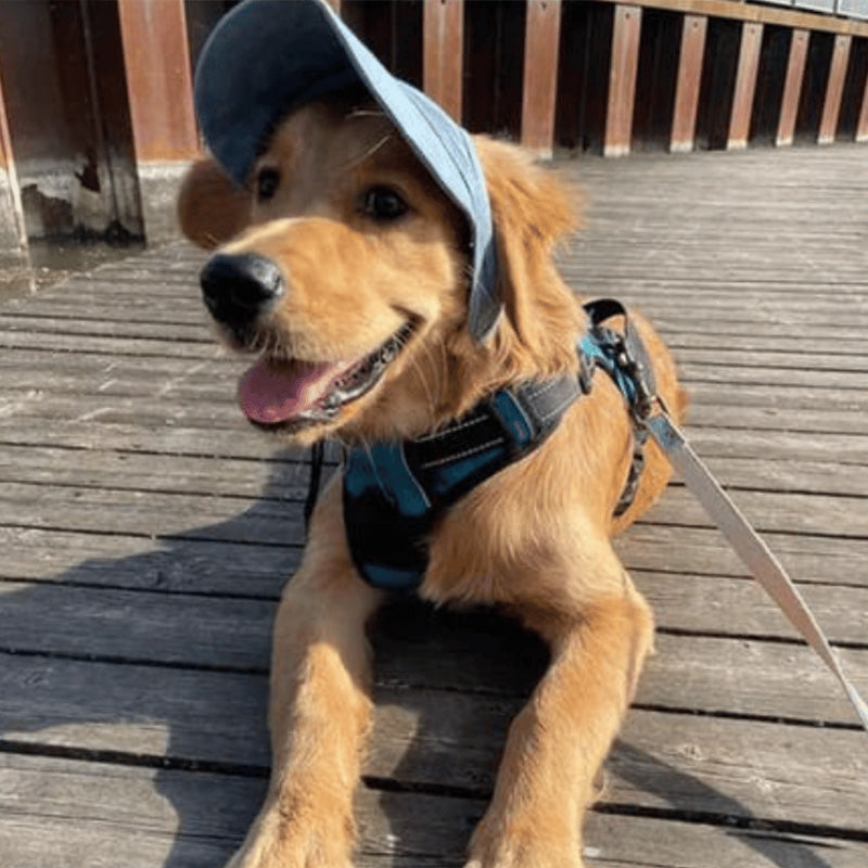 BowLift | Dog hat