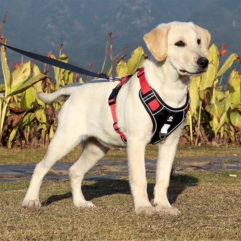 PawsControl - The Ultimate No Pull Dog Harness